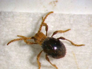 spider beetle