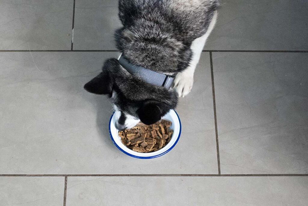 Dog happily eating Sundays