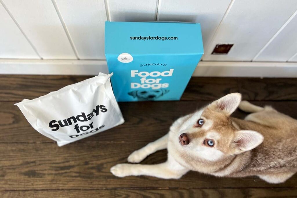 Sundays Dog Food and happy dog