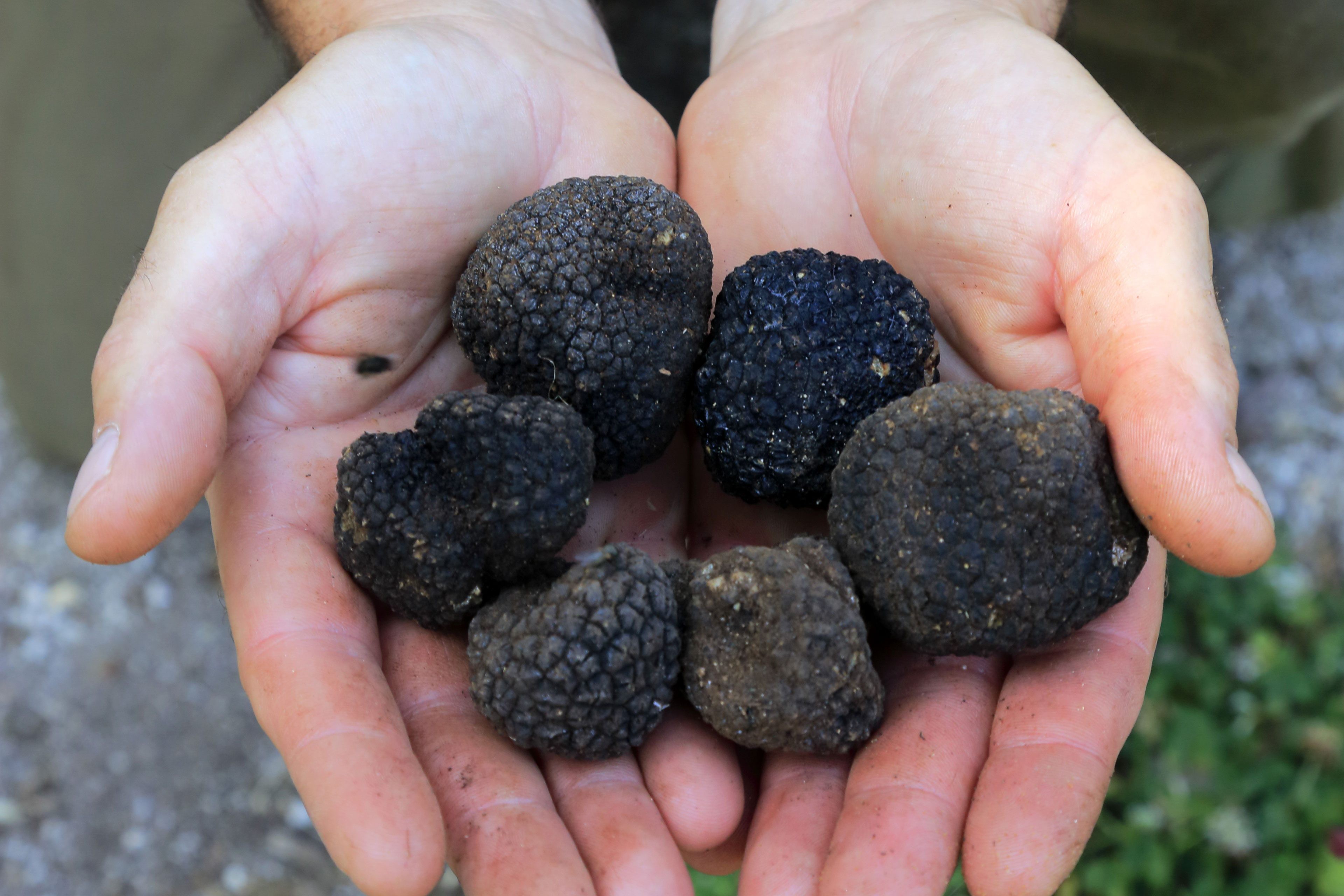 Hands holding truffles