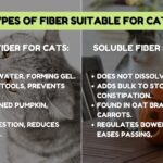 Happy cat eating fiber-rich food
