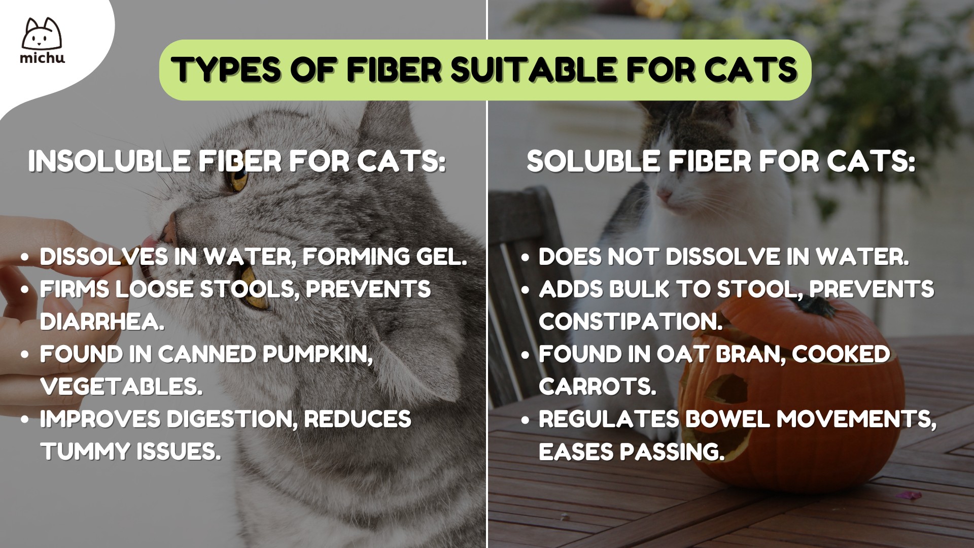 Happy cat eating fiber-rich food