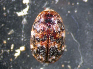 warehouse cabinet beetle
