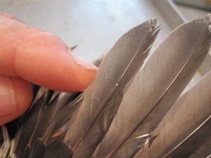 White Winged Dove