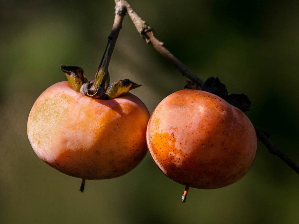 Two wild persimmons on a branch
