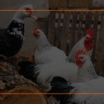 Ducks and Chickens Together