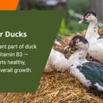 Ducklings eating