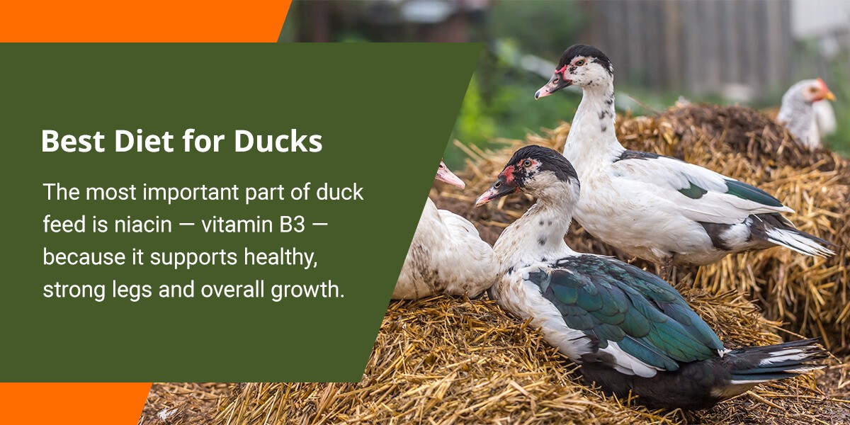 Ducklings eating