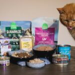 Best Cat Foods