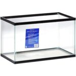 Betta Fish in Aquarium