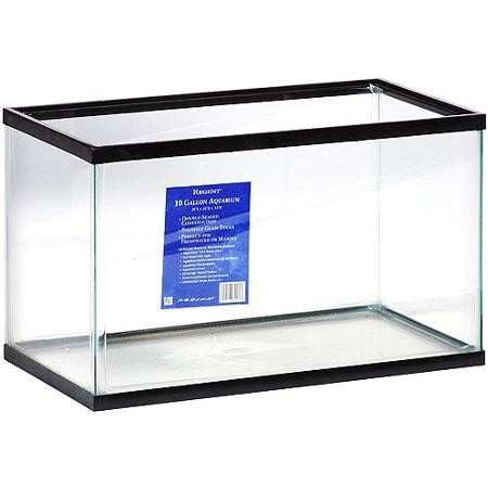 Betta Fish in Aquarium