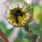 Ladybug larva on a chrysanthemum showing its unique markings