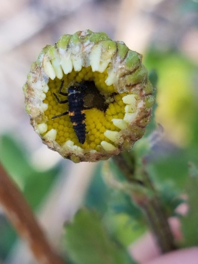 Ladybug larva on a chrysanthemum showing its unique markings