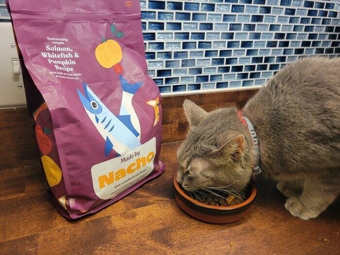 Cat Eating Nacho Food