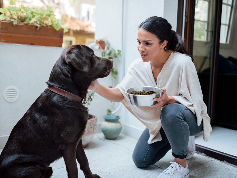 Dog Eating Food