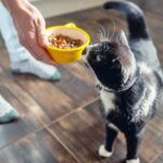 Cat looking inquisitively at a bowl of canned cat food