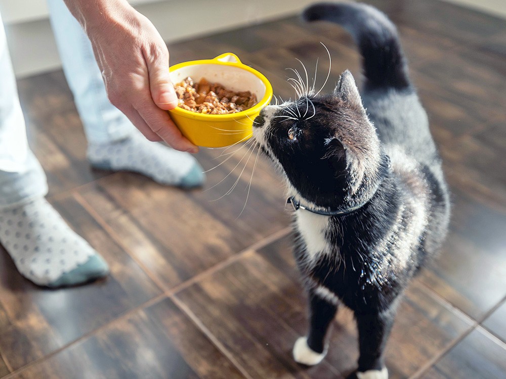 Cat looking inquisitively at a bowl of canned cat food