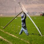 A Grimmway Farms employee moves a water pipe at one of their carrot farms in the Antelope Valley near Lancaster, Calif., in 2004. Promoting sustainable irrigation techniques