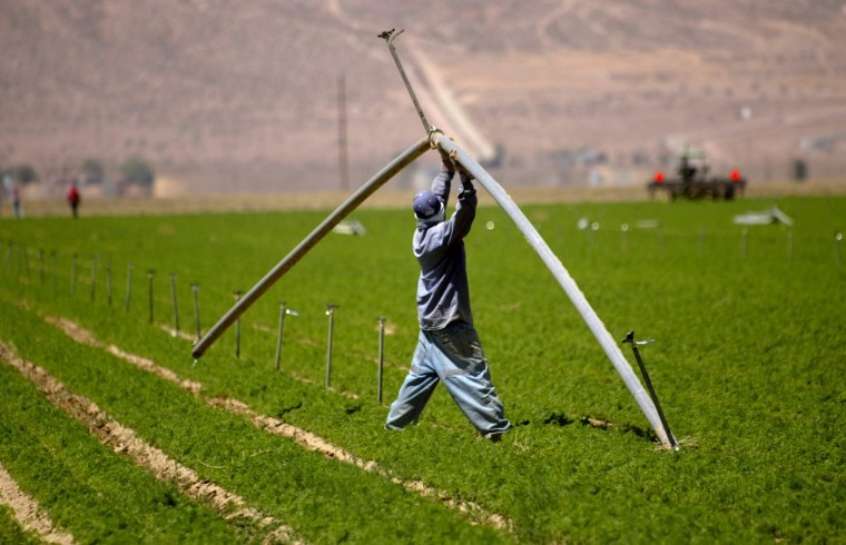 A Grimmway Farms employee moves a water pipe at one of their carrot farms in the Antelope Valley near Lancaster, Calif., in 2004. Promoting sustainable irrigation techniques