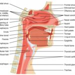 Cross-section view of the upper airway, highlighting the nasal cavity, pharynx, mouth, and larynx, emphasizing their interconnected roles in respiration and swallowing.