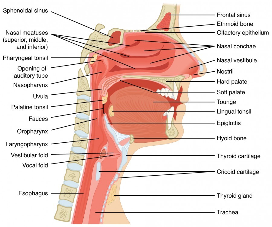 Cross-section view of the upper airway, highlighting the nasal cavity, pharynx, mouth, and larynx, emphasizing their interconnected roles in respiration and swallowing.