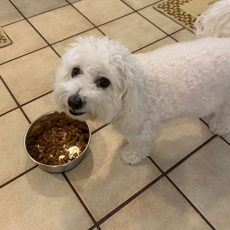 Small White Dog Eating Dog Food From A Bowl