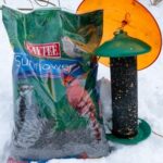 A feeder filled with sunflower seeds, showcasing a simple yet effective way to support local bird populations.
