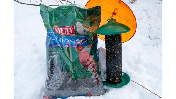 A feeder filled with sunflower seeds, showcasing a simple yet effective way to support local bird populations.