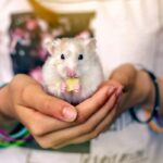 Hamster nibbling on a seed