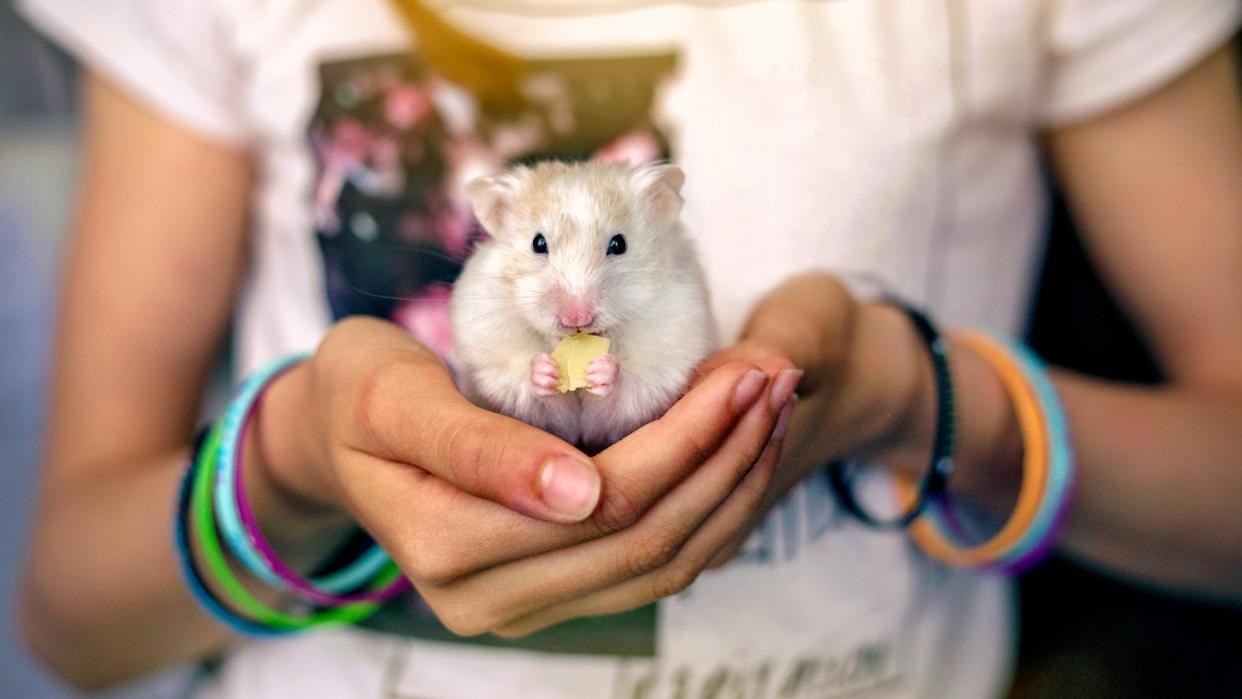 Hamster nibbling on a seed