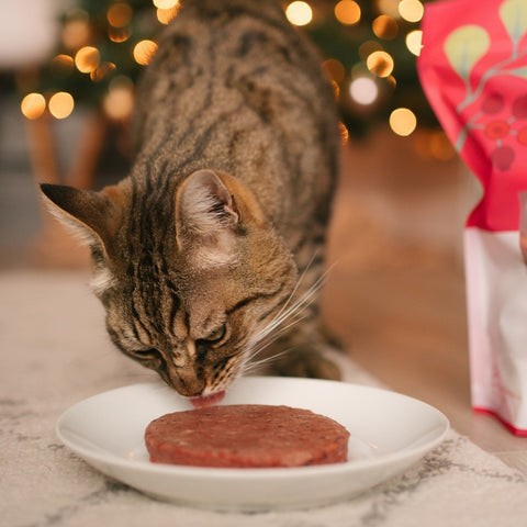 A cat eyeing a plate of raw meat with caution.