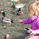 Toddler and mother feeding ducks at the park