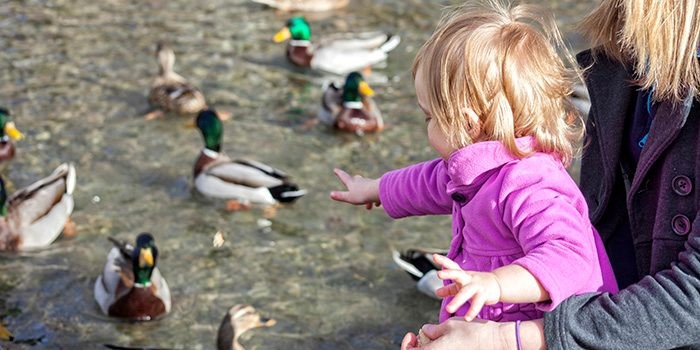 Toddler and mother feeding ducks at the park