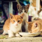 Cooked chicken pieces for stray cats