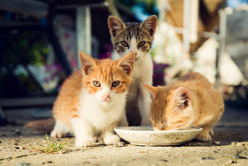 Cooked chicken pieces for stray cats