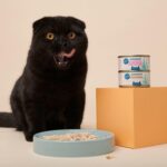 A bowl of wet cat food with visible moisture.