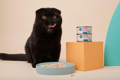 A bowl of wet cat food with visible moisture.