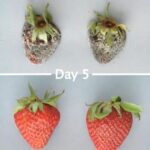 Apeel-coated strawberries showing extended shelf life