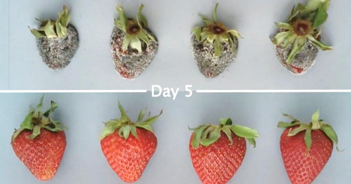 Apeel-coated strawberries showing extended shelf life