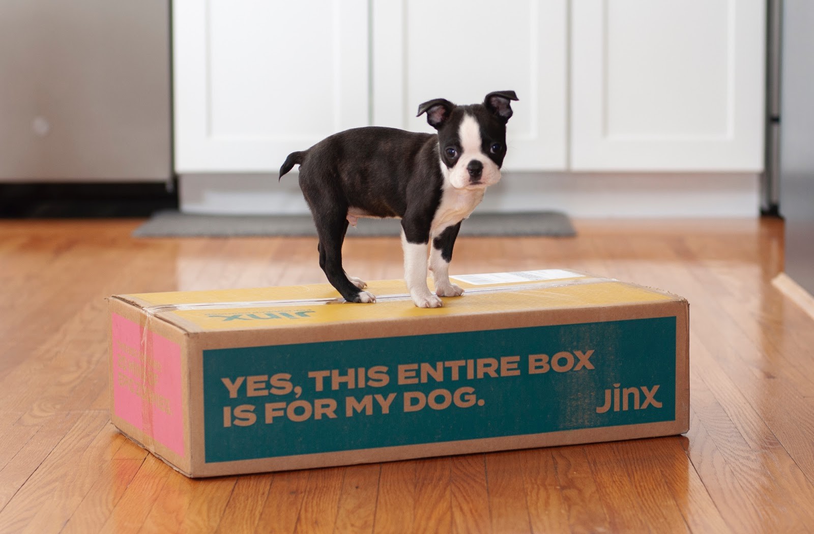 Happy Dog Eating Jinx Dog Food