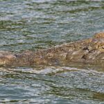 Crocodile basking in the sun to regulate body temperature