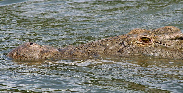 Crocodile basking in the sun to regulate body temperature