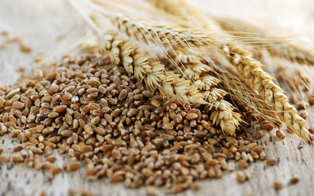 Pile of whole wheat kernels