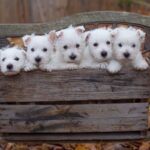 A West Highland White Terrier with a bright white coat and expressive eyes, sitting attentively.