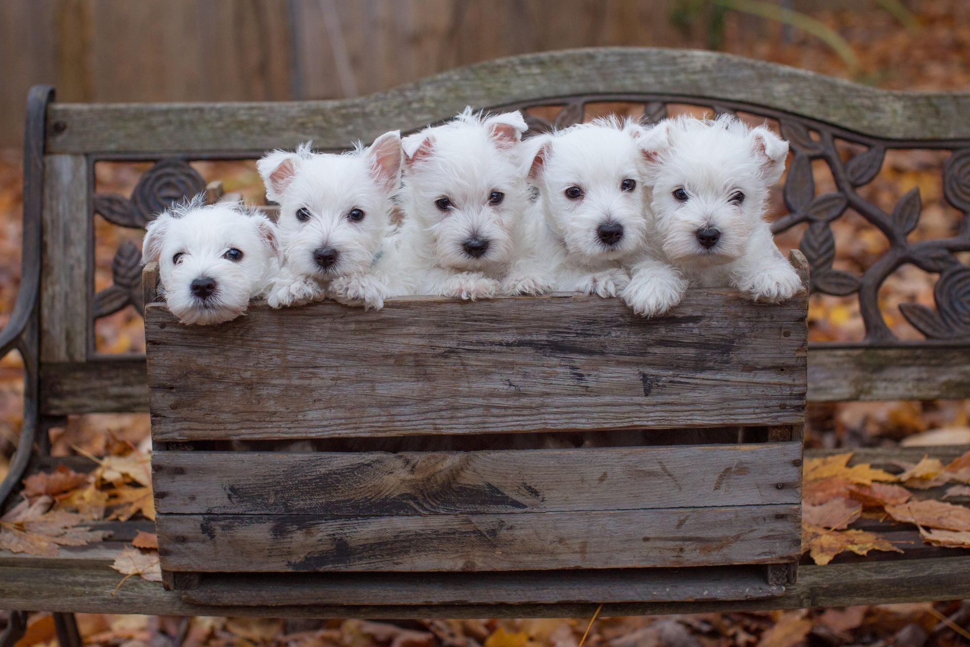 A West Highland White Terrier with a bright white coat and expressive eyes, sitting attentively.