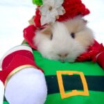 Christmas guinea pig