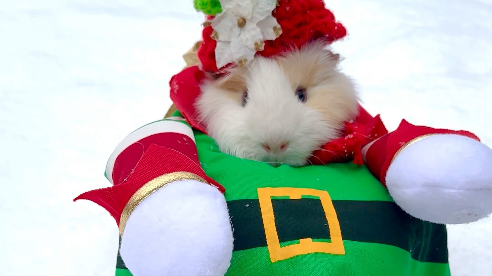 Christmas guinea pig