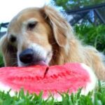 Golden Retriever Eating From A Bowl