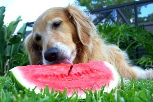 Golden Retriever Eating From A Bowl