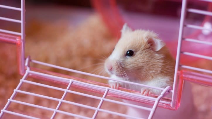 Hamster exploring a tunnel